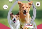 300 – Jmxus Flea and Tick Collar for Dogs, Flea and Tick Prevention for Dog, 27 Inch, 8 Month