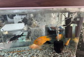 Fish aquarium new condition