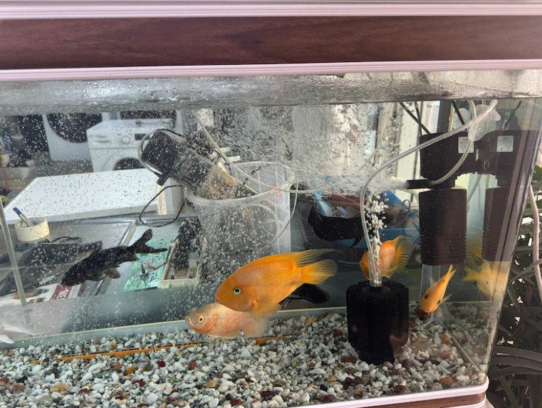 Fish aquarium new condition