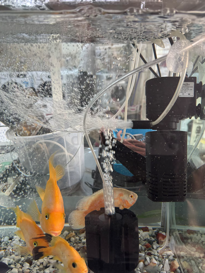 Fish aquarium new condition