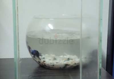 Screenshot-2025-02-07-124303