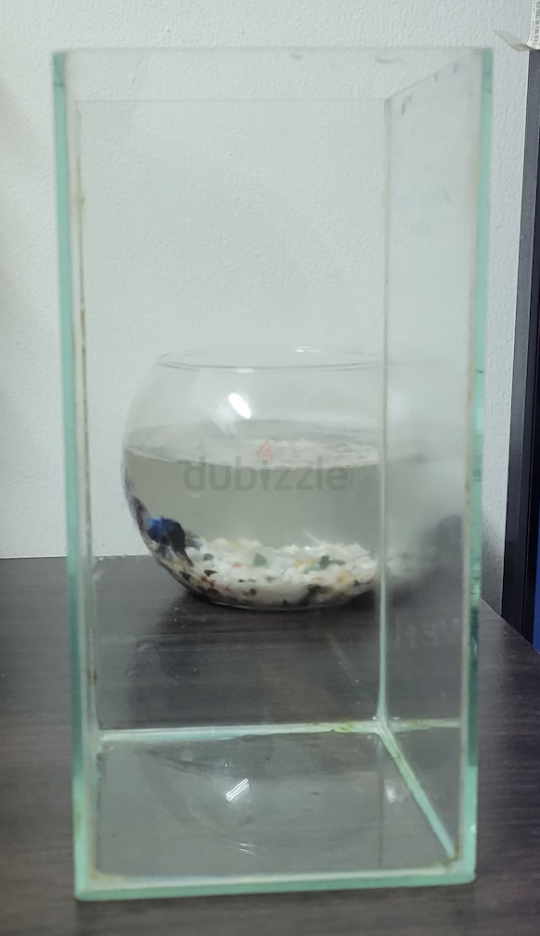 Ornamental Fish Tank