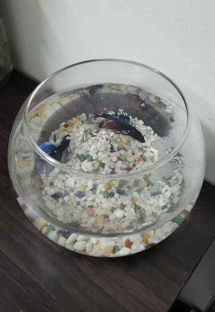 Ornamental Fish Tank