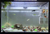 Fish tank aquarium