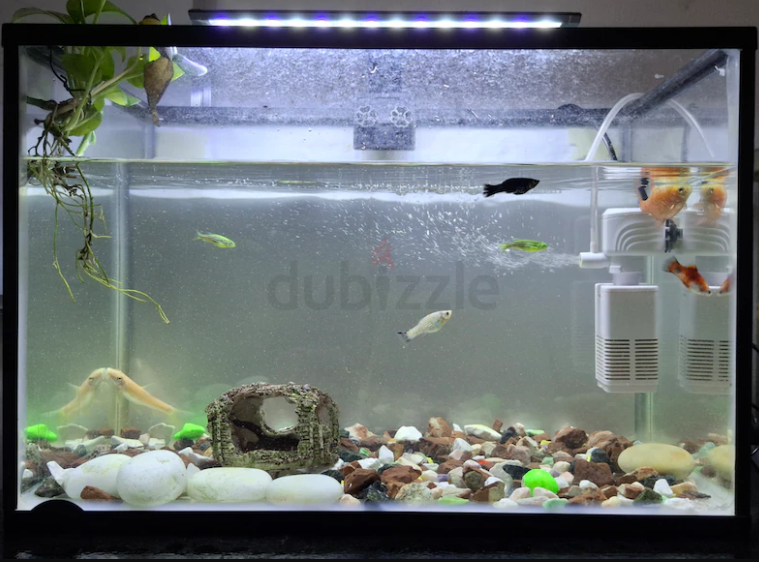 Fish tank aquarium