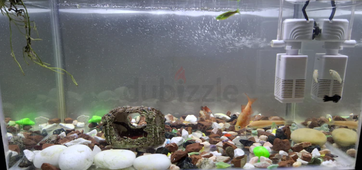 Fish tank aquarium