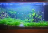Aquarium with Sump – 1.5 Meter