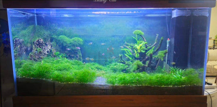 Aquarium with Sump – 1.5 Meter