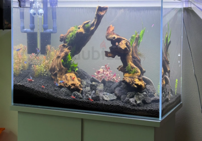 Screenshot-2025-02-07-130319