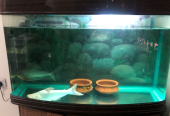 Brand aquarium for sale only for 300