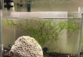 Planted aquariums for sale (2Pcs 150 only)