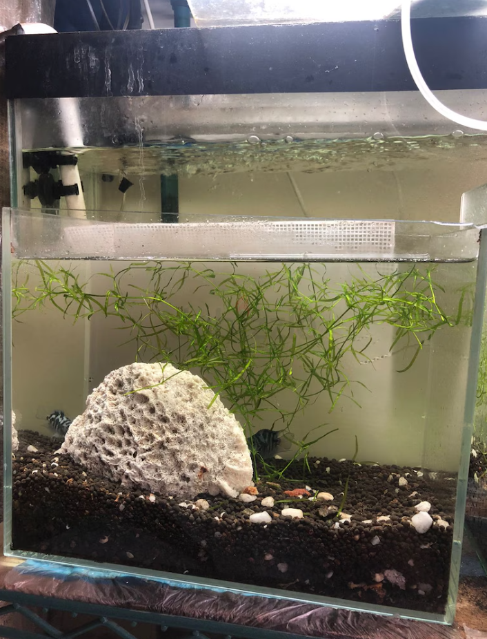 Planted aquariums for sale (2Pcs 150 only)