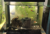 Planted aquariums for sale (2Pcs 150 only)