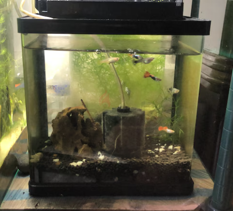 Planted aquariums for sale (2Pcs 150 only)