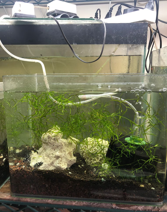 Planted aquarium for good rate