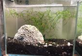 Planted aquarium for good rate