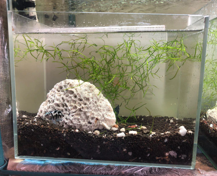 Planted aquarium for good rate