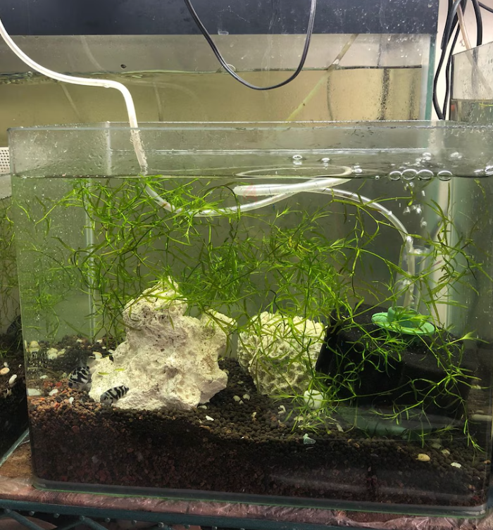 Planted aquarium for good rate