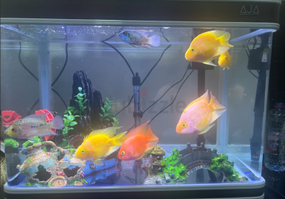 Screenshot-2025-02-07-131938