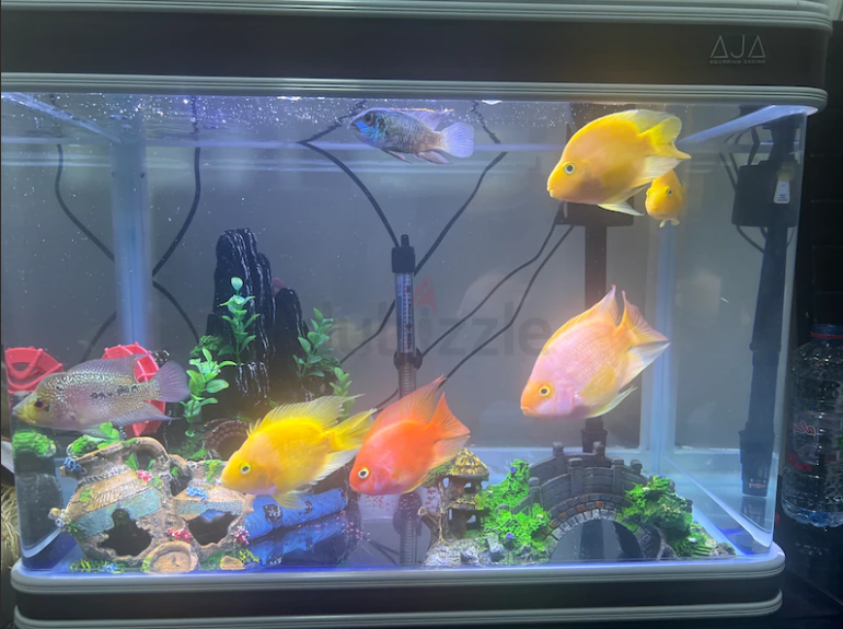 Aquarium Brand New