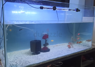 Screenshot-2025-02-07-132106