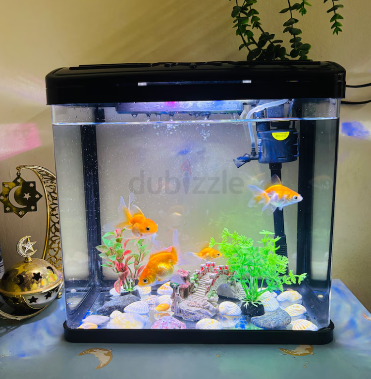 Fish Aquarium with Accessories