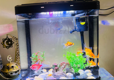 Screenshot-2025-02-07-133024