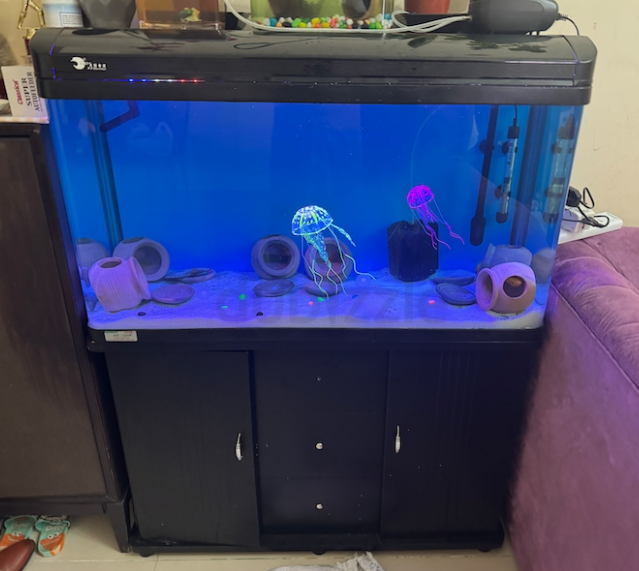 Fish aquarium